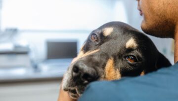 Akuter Durchfall beim Hund_ Ursachen und die besten Hausmittel zur Erstversorgung