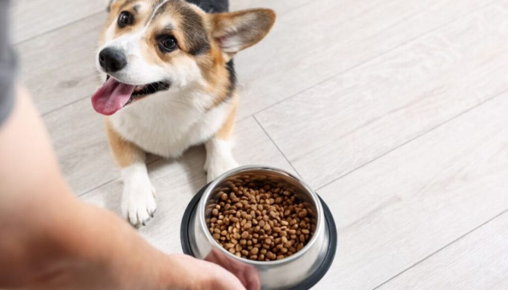 Ausschlussdiät beim Hund_ Schritt für Schritt Allergene identifizieren