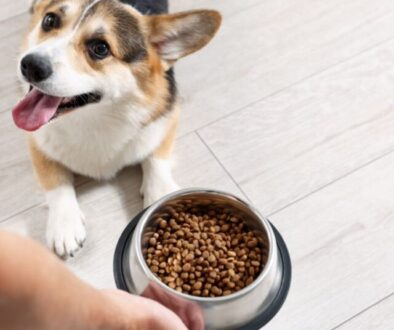 Ausschlussdiät beim Hund_ Schritt für Schritt Allergene identifizieren