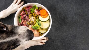 Barfen für Anfänger_ Der perfekte Futterplan für den Einstieg