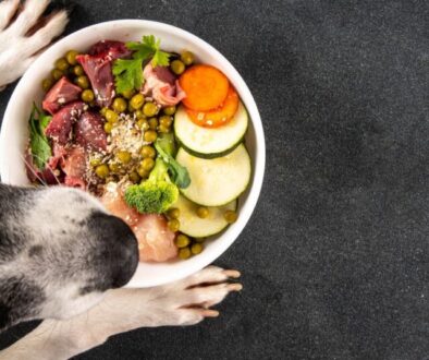 Barfen für Anfänger_ Der perfekte Futterplan für den Einstieg