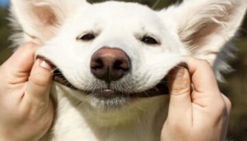 Der ultimative Entwurmungs-Guide_ Sicherer Schutz für Ihren Hund Schritt für Schritt