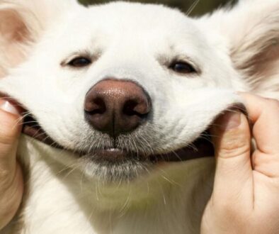 Der ultimative Entwurmungs-Guide_ Sicherer Schutz für Ihren Hund Schritt für Schritt