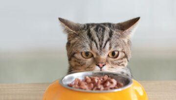 Die besten Monoprotein-Katzennassfutter im Vergleich