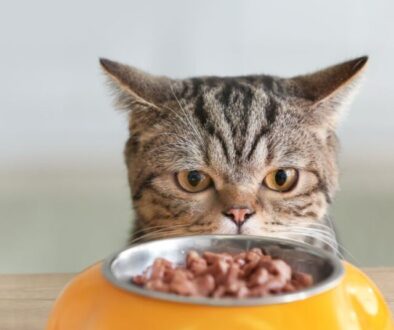 Die besten Monoprotein-Katzennassfutter im Vergleich