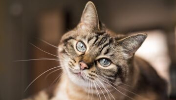 Futtermittelallergie bei Katzen_ Typische Symptome erkennen