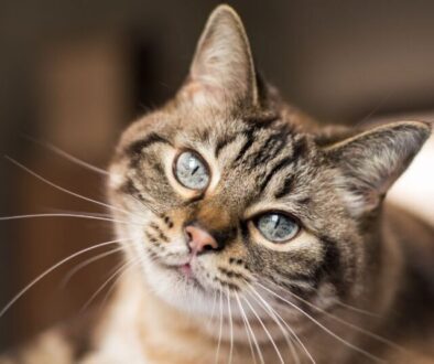 Futtermittelallergie bei Katzen_ Typische Symptome erkennen