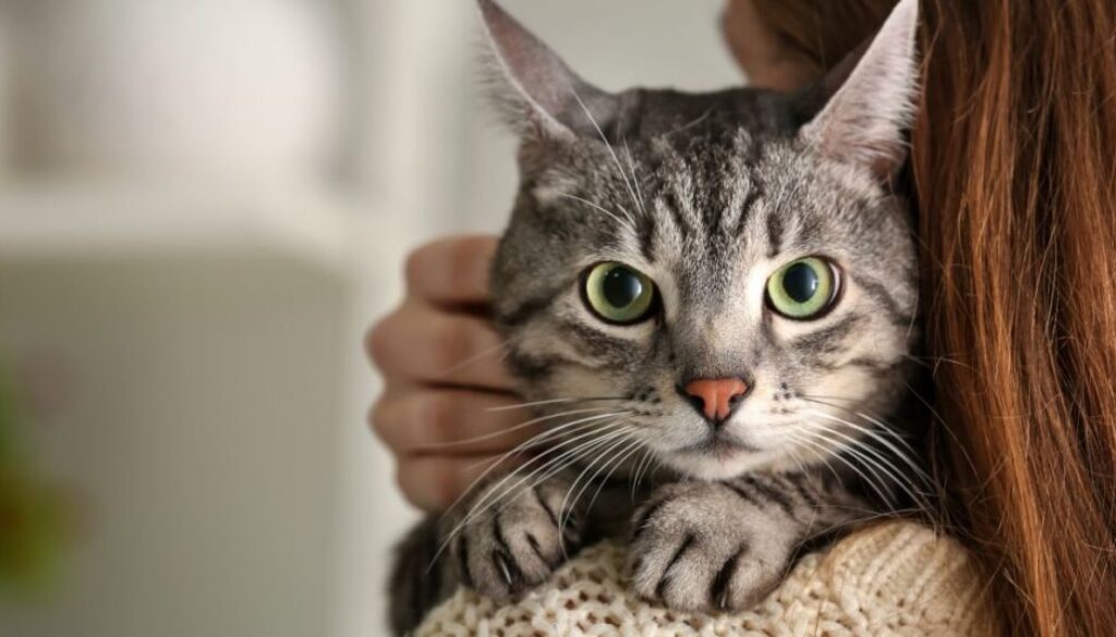 Getreidefreies Katzenfutter_ Warum es für Allergiker oft die beste Wahl ist