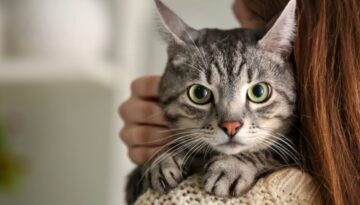 Getreidefreies Katzenfutter_ Warum es für Allergiker oft die beste Wahl ist