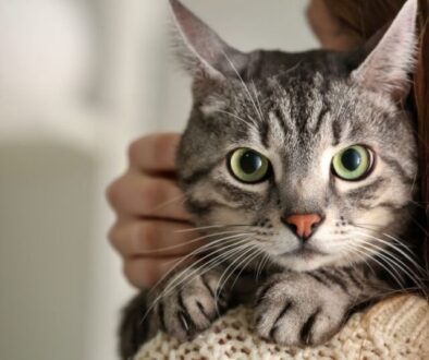 Getreidefreies Katzenfutter_ Warum es für Allergiker oft die beste Wahl ist