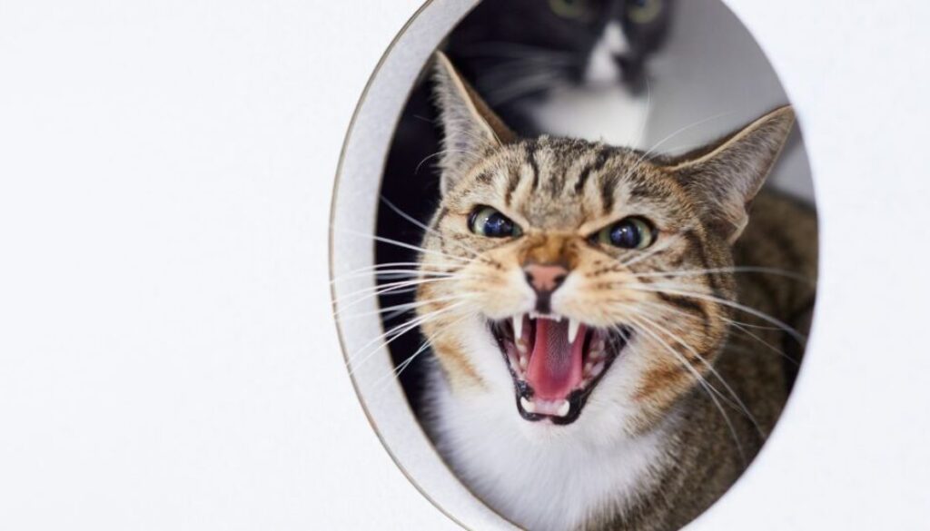 Hausmittel gegen Durchfall bei Katzen_ Wann reicht Schonkost aus