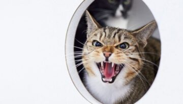 Hausmittel gegen Durchfall bei Katzen_ Wann reicht Schonkost aus