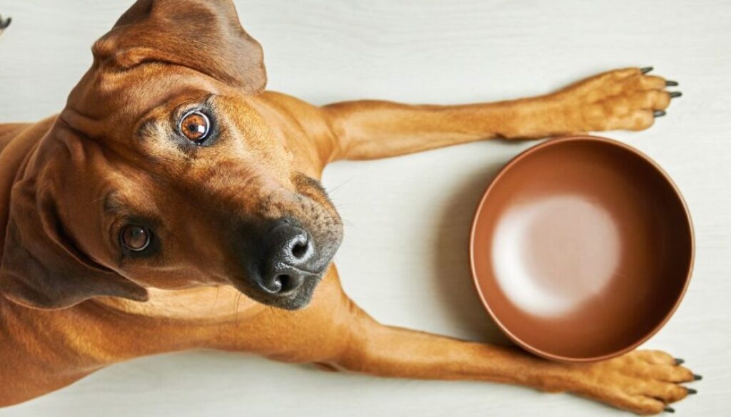 Magenschonendes Futter für Hunde_ Welche Schonkost hilft bei Magen-Darm-Problemen