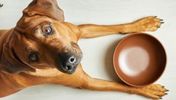 Magenschonendes Futter für Hunde_ Welche Schonkost hilft bei Magen-Darm-Problemen