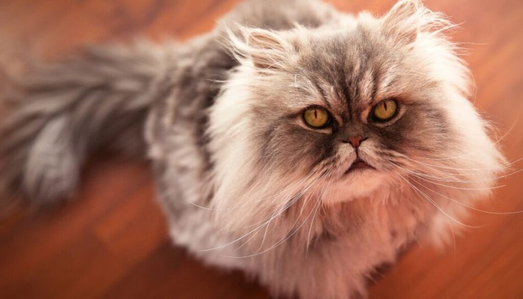 Maltpaste für Katzen_ Wie sie Haarballen vorbeugt