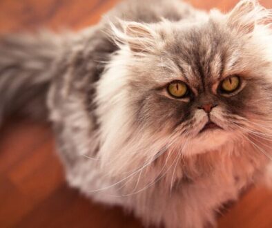 Maltpaste für Katzen_ Wie sie Haarballen vorbeugt