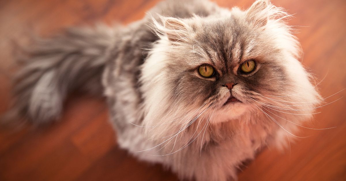Maltpaste für Katzen_ Wie sie Haarballen vorbeugt