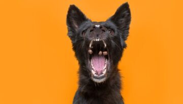 Mehr als eine Mahlzeit_ Futter, das beim Fressen die Zähne reinigt