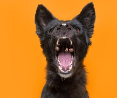 Mehr als eine Mahlzeit_ Futter, das beim Fressen die Zähne reinigt