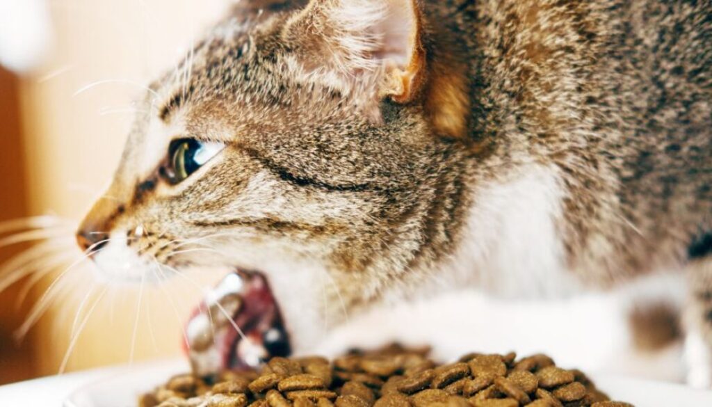 Schluss mit Erbrechen_ Das beste Futter für magenempfindliche Katzen