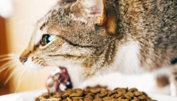 Schluss mit Erbrechen_ Das beste Futter für magenempfindliche Katzen
