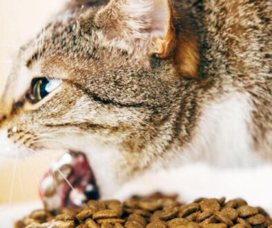 Schluss mit Erbrechen_ Das beste Futter für magenempfindliche Katzen