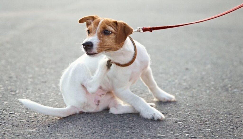 Sensible Hunde richtig füttern_ Wann Monoprotein-Futter bei Juckreiz und Durchfall hilft