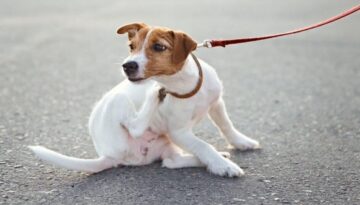 Sensible Hunde richtig füttern_ Wann Monoprotein-Futter bei Juckreiz und Durchfall hilft