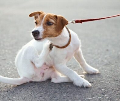Sensible Hunde richtig füttern_ Wann Monoprotein-Futter bei Juckreiz und Durchfall hilft
