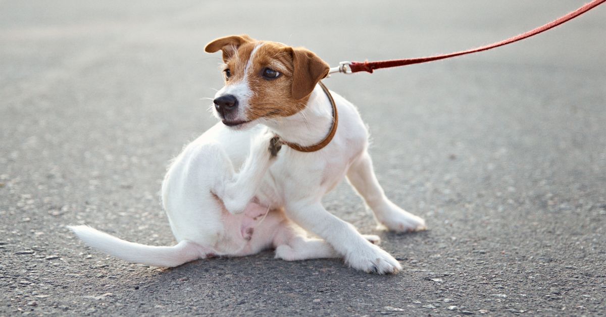 Sensible Hunde richtig füttern_ Wann Monoprotein-Futter bei Juckreiz und Durchfall hilft