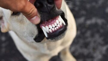 Strahlendes Lächeln ohne Skalpell_ Diese Produkte halten die Hundezähne sauber