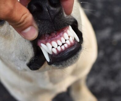 Strahlendes Lächeln ohne Skalpell_ Diese Produkte halten die Hundezähne sauber