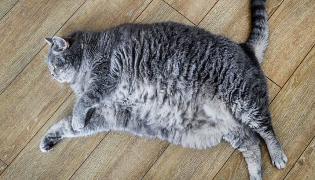 Symptome der chronischen Niereninsuffizienz bei Katzen erkennen