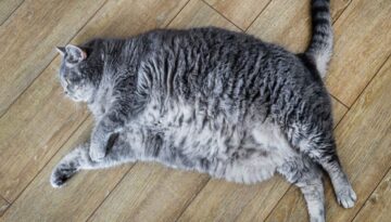 Symptome der chronischen Niereninsuffizienz bei Katzen erkennen