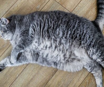 Symptome der chronischen Niereninsuffizienz bei Katzen erkennen