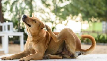 Symptome einer Futterallergie beim Hund_ Juckreiz und Verdauungsprobleme