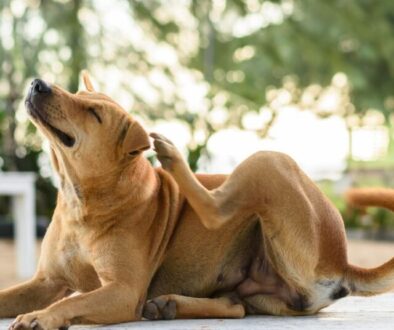 Symptome einer Futterallergie beim Hund_ Juckreiz und Verdauungsprobleme