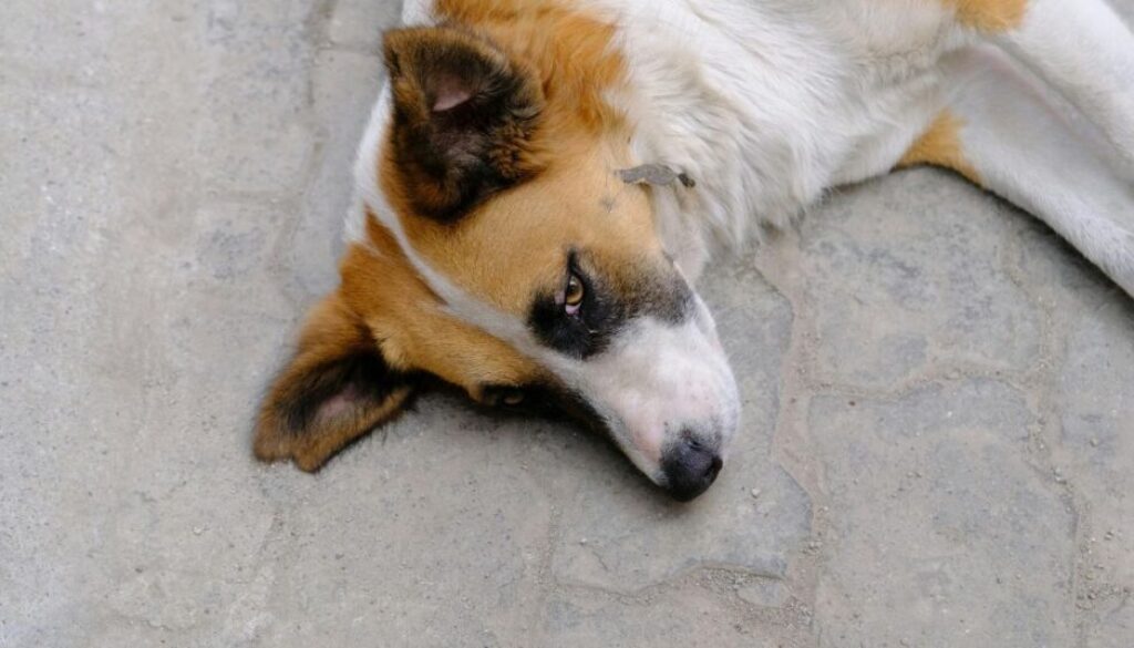 Symptome von Arthrose beim Hund erkennen