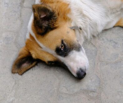 Symptome von Arthrose beim Hund erkennen