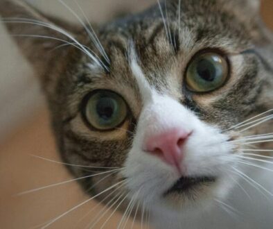 Ursachen für Durchfall bei Katzen_ Futter, Stress oder Parasiten