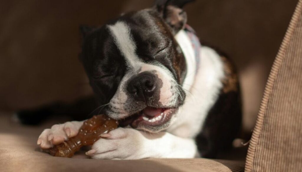 Vergessen Sie die Zahnbürste_ So wählen Sie Kauartikel, die Beläge wirklich entfernen