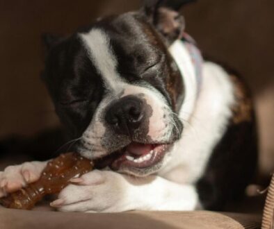 Vergessen Sie die Zahnbürste_ So wählen Sie Kauartikel, die Beläge wirklich entfernen