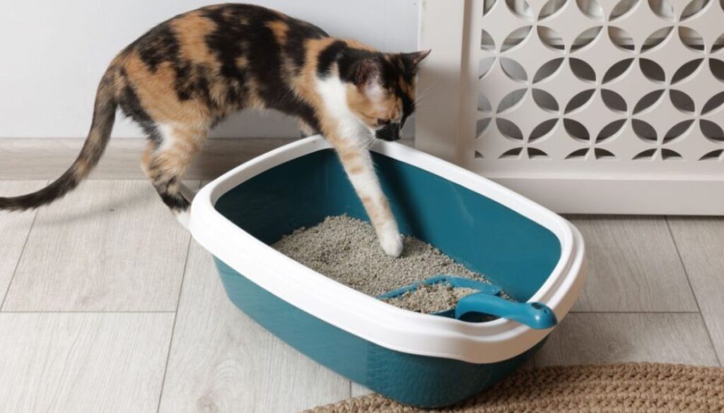 Verstopfung bei Katzen erkennen_ Symptome und Ursachen