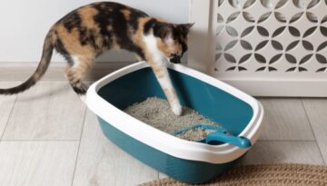 Verstopfung bei Katzen erkennen_ Symptome und Ursachen