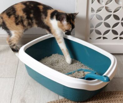 Verstopfung bei Katzen erkennen_ Symptome und Ursachen