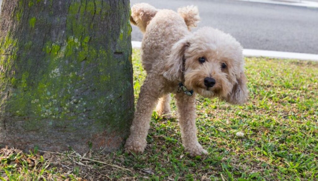Vorbeugung von Harnsteinen_ Tipps für eine gesunde Blase beim Hund