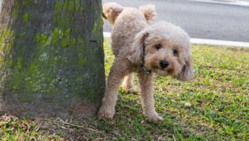 Vorbeugung von Harnsteinen_ Tipps für eine gesunde Blase beim Hund