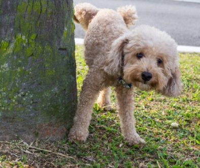 Vorbeugung von Harnsteinen_ Tipps für eine gesunde Blase beim Hund
