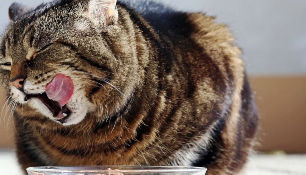 Warum eine phosphorarme Diät bei Nierenproblemen lebenswichtig jest