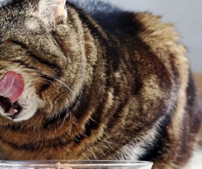 Warum eine phosphorarme Diät bei Nierenproblemen lebenswichtig jest